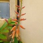 Aloe officinalis花