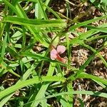 Polygala amboniensis Flor