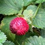 Potentilla indica ഫലം