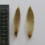 Lepidagathis cuspidata Otro