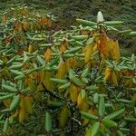 Rhododendron campanulatum Natur