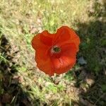 Papaver argemoneBlüte