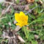 Ranunculus millefoliatus Flower