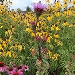 Liatris aspera Flower