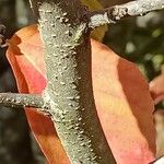 Parrotia persica बार्क (छाल)