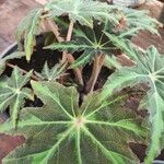 Begonia heracleifolia Φύλλο