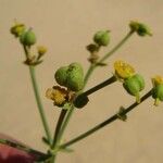 Euphorbia terracina 花
