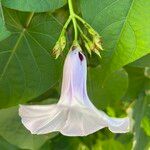 Ipomoea tiliacea Flor