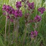 Pedicularis cenisia Other