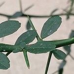 Citrus australasica Leaf