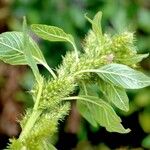 Amaranthus retroflexus Habitus