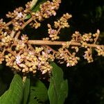 Parathesis cartagoana Flor