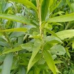 Solidago gigantea Folio