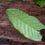 Poecilanthe hostmannii Leaf
