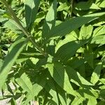 Vernonia baldwinii Leaf