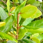 Crinodendron patagua List