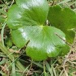 Hydrocotyle ranunculoides Feuille