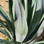 Agave tequilana Hostoa