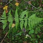 Dryopteris carthusiana برگ