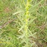 Solidago juncea Blad