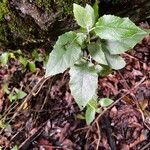 Pericallis appendiculata Leaf