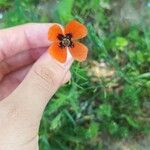 Roemeria argemone Flower