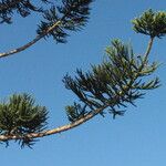 Araucaria cunninghamii Лист