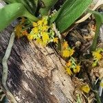 Platystele stenostachya Flor