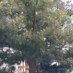 Casuarina cunninghamiana عادت داشتن