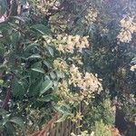 Pandorea pandorana Blüte