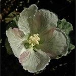 Malvella leprosa Flower