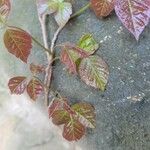 Toxicodendron radicans 葉