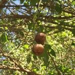 Croton megalobotrys Fruit