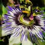 Passiflora caeruleaFlor