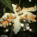 Carpotroche longifolia Fruit