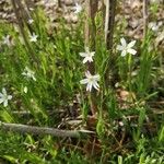 Moehringia ciliata Flower