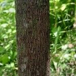 Diospyros malabarica 樹皮