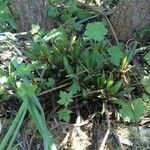 Oenothera macrocarpa 形态