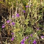 Delphinium pubescens Habit