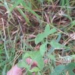 Sonchus tenerrimus Leaf