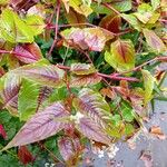 Persicaria microcephala List