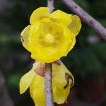 Chimonanthus fragrans Blodyn