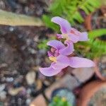 Bletia purpurea Kvet