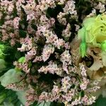 Limonium bellidifolium 花