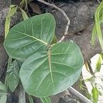 Coccoloba uvifera Blatt