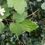 Clematis virginiana Hoja