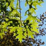 Quercus palustris Blad