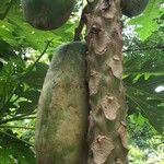 Carica papaya Vrucht