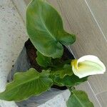 Zantedeschia aethiopicaBlad