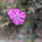 Dianthus graniticus Flors